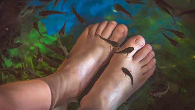 pedicure with fish