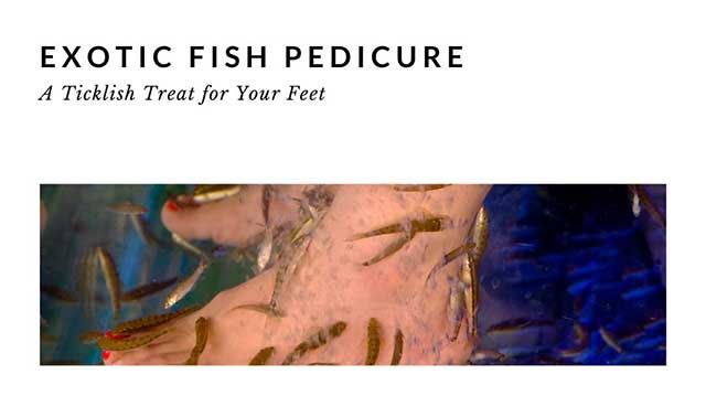 the fish spa experience