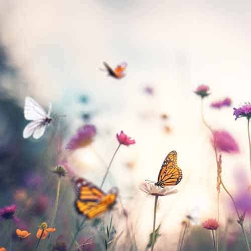 blissful butterfly joy