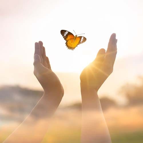 blissful butterfly joy
