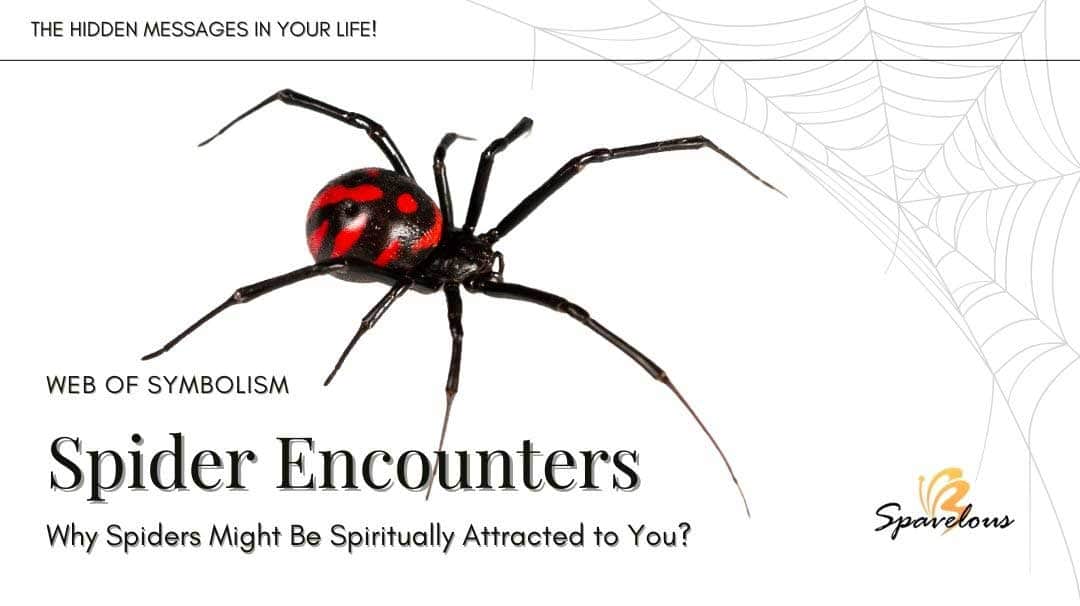 spider encounters