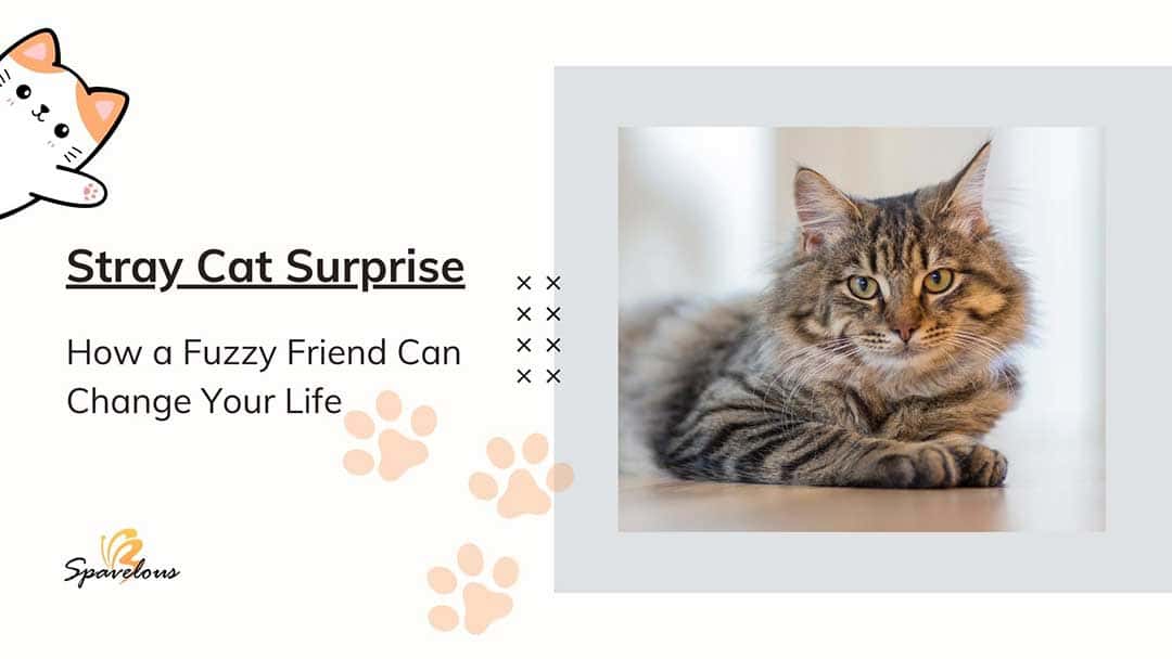 stray cat surprise