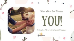 when a stray dog chooses you