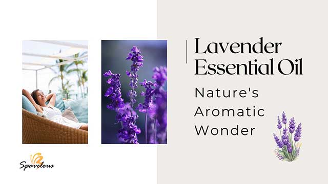 basics of lavender essential oil