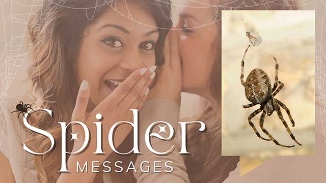 modern applications of ancient spider wisdom