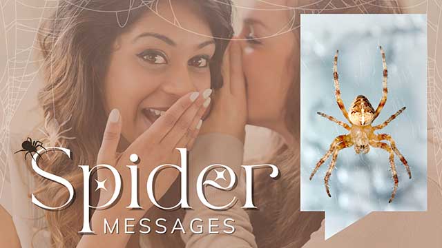 understanding spider messages