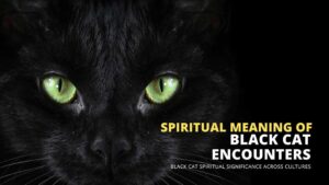 spiritual meaning of black cat encounters