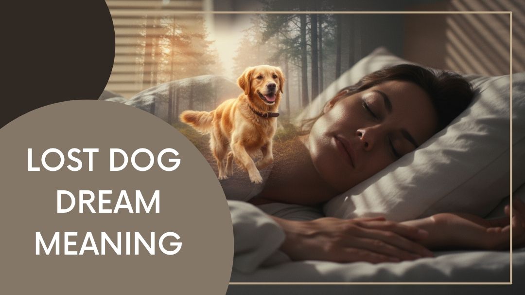 NEW ARTICLES 41 lost dog dream meaning
